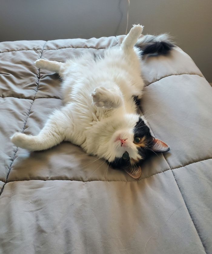 cat laying on the bed