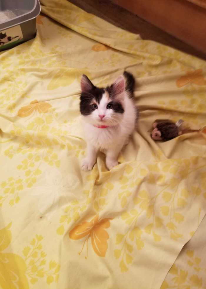 cute kitten sitting in the bed