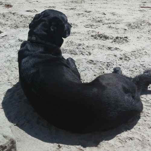 dog on beach